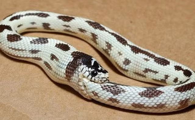 Giai ma thu vi: Vi sao ran tu an thit chinh minh?