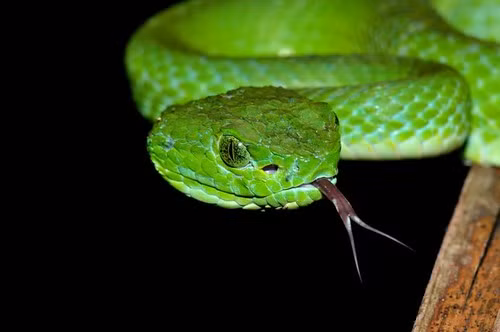 Giai ma thu vi: Vi sao ran tu an thit chinh minh?-Hinh-11