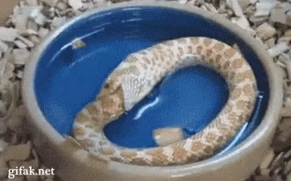 Giai ma thu vi: Vi sao ran tu an thit chinh minh?-Hinh-6