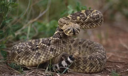 Giai ma thu vi: Vi sao ran tu an thit chinh minh?-Hinh-12