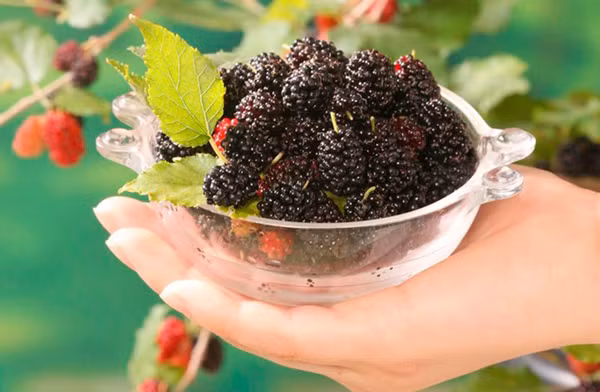 Cach rua dau tam de tranh trung con trung vao nguoi-Hinh-7