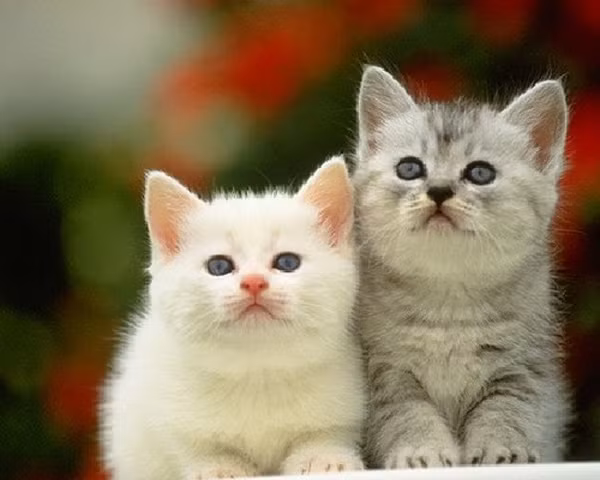 Tu vi ngay 11/3/2021 cho 12 con giap: Ty tien bac tang, Thin thang chuc-Hinh-4