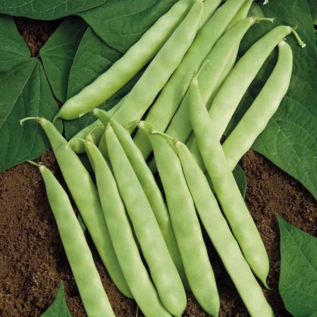 Nhung thuc pham tri not san o nguc, ngua ung thu hieu qua-Hinh-6