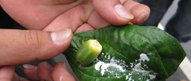 Bác sĩ khuyên những loại quả “nuôi” tế bào ung thư do được thúc chín bằng hoá chất - Hình 11 Bac si khuyen nhung loai qua “nuoi” te bao ung thu do duoc thuc chin bang hoa chat-Hinh-11