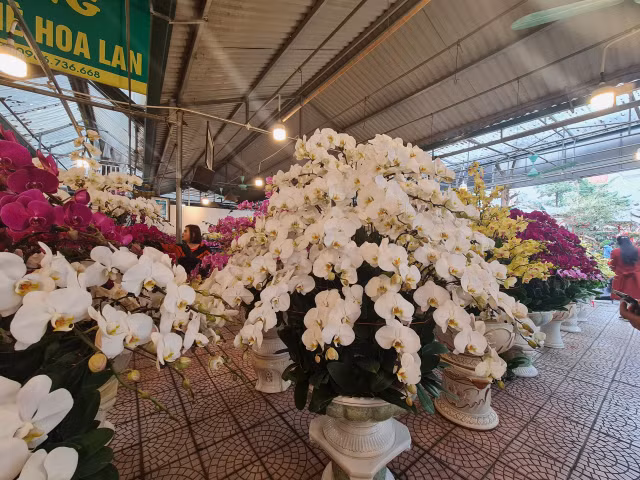 Giá hoa cận Tết Quý Mão sôi động nhưng chỉ tăng nhẹ - Hình 4 Gia hoa can Tet Quy Mao soi dong nhung chi tang nhe-Hinh-4