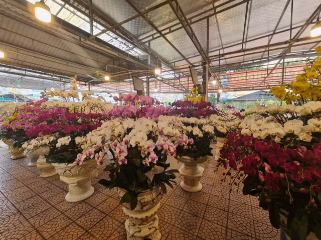 Giá hoa cận Tết Quý Mão sôi động nhưng chỉ tăng nhẹ - Hình 5 Gia hoa can Tet Quy Mao soi dong nhung chi tang nhe-Hinh-5