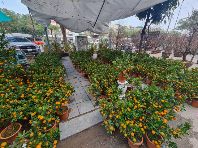 Giá hoa cận Tết Quý Mão sôi động nhưng chỉ tăng nhẹ - Hình 9 Gia hoa can Tet Quy Mao soi dong nhung chi tang nhe-Hinh-9