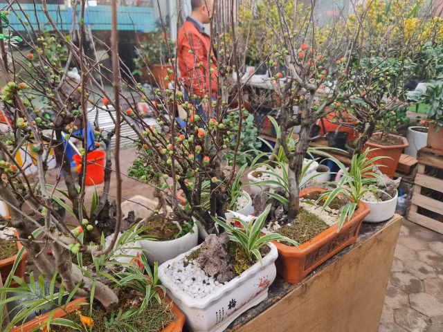 Giá hoa cận Tết Quý Mão sôi động nhưng chỉ tăng nhẹ - Hình 7 Gia hoa can Tet Quy Mao soi dong nhung chi tang nhe-Hinh-7