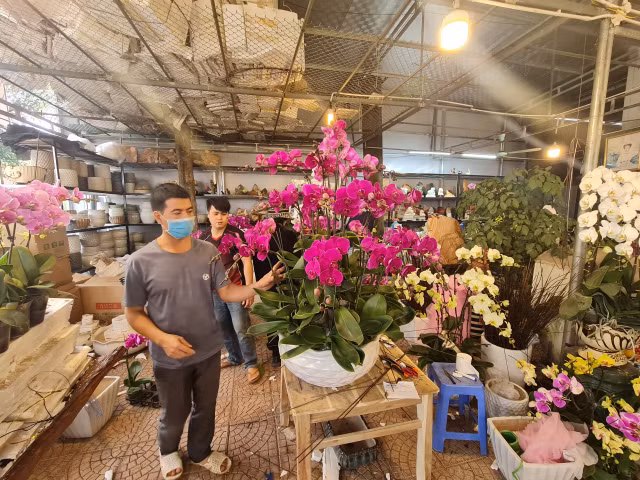 Giá hoa cận Tết Quý Mão sôi động nhưng chỉ tăng nhẹ - Hình 6 Gia hoa can Tet Quy Mao soi dong nhung chi tang nhe-Hinh-6
