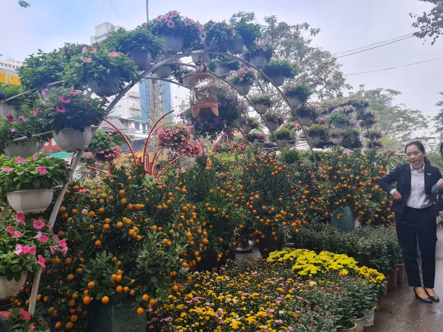 Giá hoa cận Tết Quý Mão sôi động nhưng chỉ tăng nhẹ - Hình 13 Gia hoa can Tet Quy Mao soi dong nhung chi tang nhe-Hinh-13
