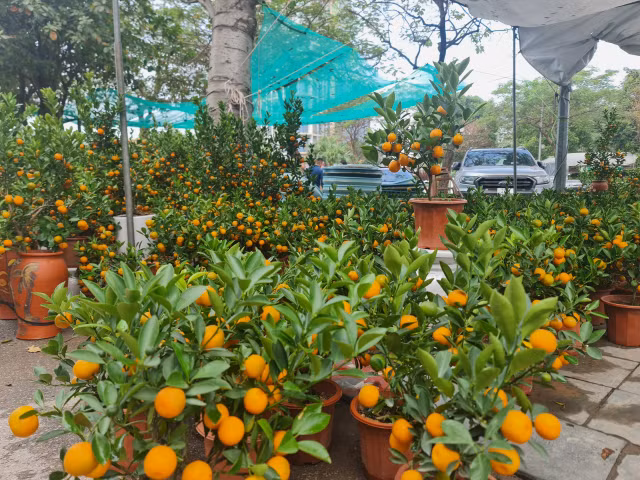 Giá hoa cận Tết Quý Mão sôi động nhưng chỉ tăng nhẹ - Hình 10 Gia hoa can Tet Quy Mao soi dong nhung chi tang nhe-Hinh-10