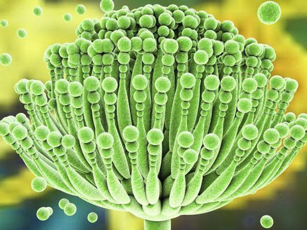 5 loại thuốc lá độc hại gấp nhiều lần so với thuốc lá thường - Hình 9 5 loai thuoc la doc hai gap nhieu lan so voi thuoc la thuong-Hinh-9