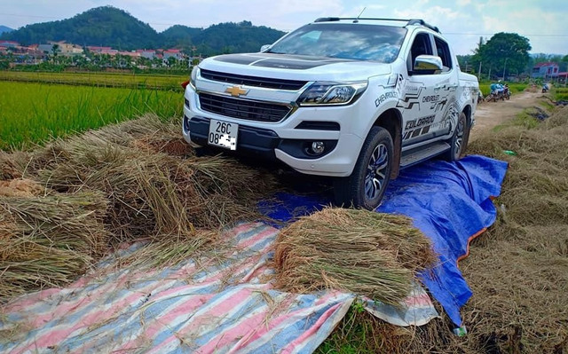 Clip nữ tài xế lái xe cán qua lúa phơi trên đường gây tranh cãi Clip nu tai xe lai xe can qua lua phoi tren duong gay tranh cai