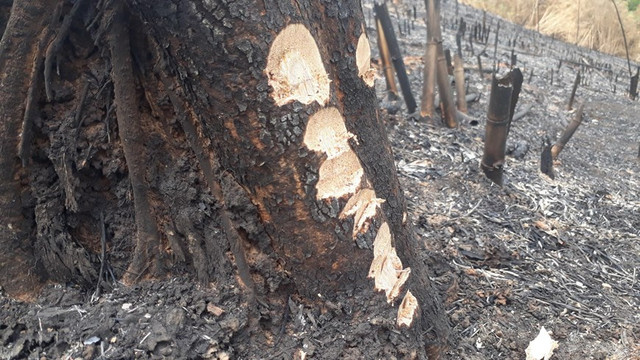 Hình ảnh rừng tái sinh tại tỉnh Bình Phước bị phá tan hoang - Hình 8 Hinh anh rung tai sinh tai tinh Binh Phuoc bi pha tan hoang-Hinh-8