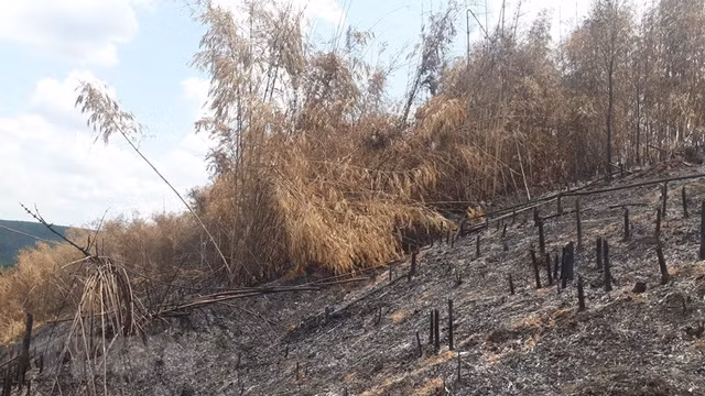 Hinh anh rung tai sinh tai tinh Binh Phuoc bi pha tan hoang-Hinh-3