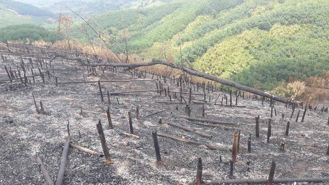 Hình ảnh rừng tái sinh tại tỉnh Bình Phước bị phá tan hoang - Hình 9 Hinh anh rung tai sinh tai tinh Binh Phuoc bi pha tan hoang-Hinh-9