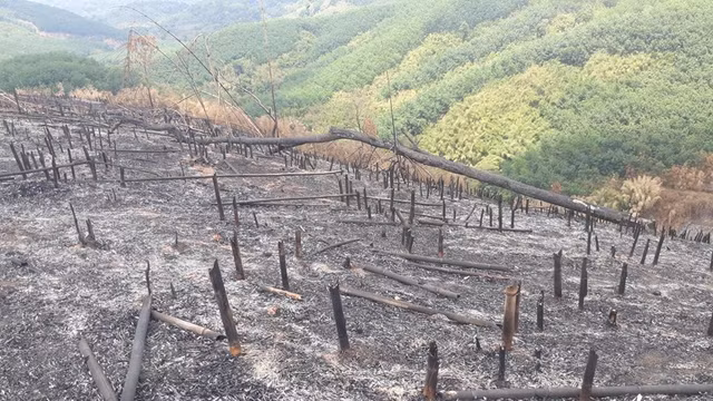 Hinh anh rung tai sinh tai tinh Binh Phuoc bi pha tan hoang-Hinh-9