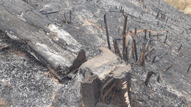 Hình ảnh rừng tái sinh tại tỉnh Bình Phước bị phá tan hoang - Hình 6 Hinh anh rung tai sinh tai tinh Binh Phuoc bi pha tan hoang-Hinh-6