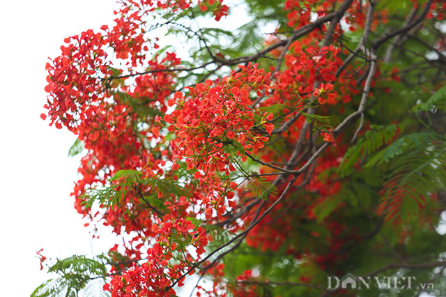 Thẫn thờ với hàng phượng rực đỏ ở Hà Nội báo hiệu hè về - Hình 6 Than tho voi hang phuong ruc do o Ha Noi bao hieu he ve-Hinh-6