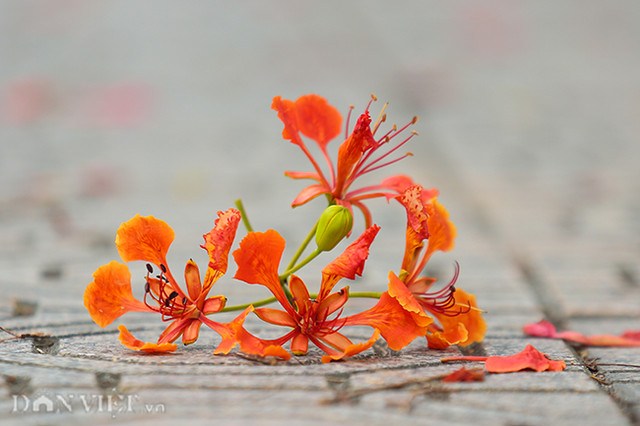 Thẫn thờ với hàng phượng rực đỏ ở Hà Nội báo hiệu hè về - Hình 3 Than tho voi hang phuong ruc do o Ha Noi bao hieu he ve-Hinh-3