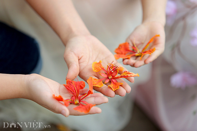 Thẫn thờ với hàng phượng rực đỏ ở Hà Nội báo hiệu hè về - Hình 9 Than tho voi hang phuong ruc do o Ha Noi bao hieu he ve-Hinh-9