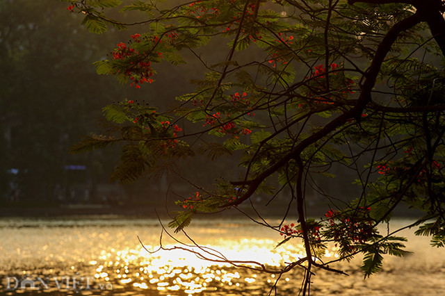 Thẫn thờ với hàng phượng rực đỏ ở Hà Nội báo hiệu hè về - Hình 12 Than tho voi hang phuong ruc do o Ha Noi bao hieu he ve-Hinh-12