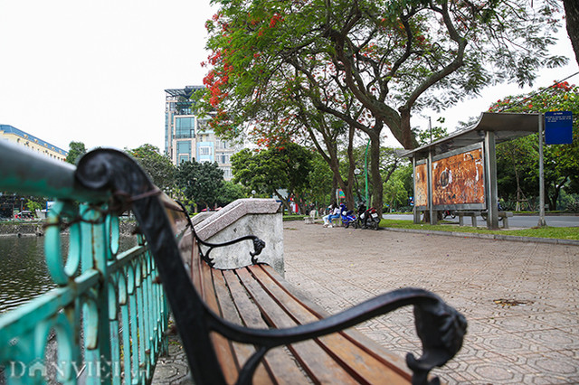 Thẫn thờ với hàng phượng rực đỏ ở Hà Nội báo hiệu hè về - Hình 2 Than tho voi hang phuong ruc do o Ha Noi bao hieu he ve-Hinh-2