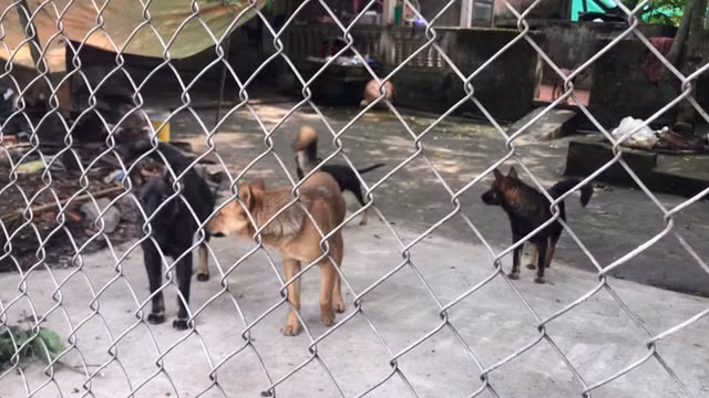 Vu dan cho can chet be 7 tuoi o Hung Yen: Vi sao chua khoi to bi can?