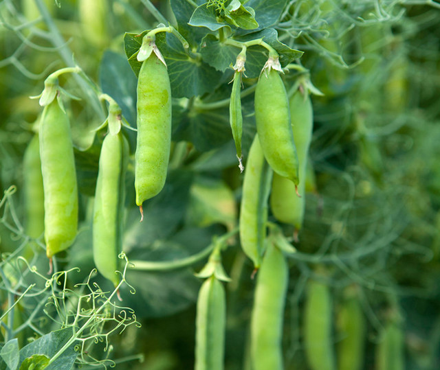 Thực phẩm giúp giảm cholesterol hiệu quả Thuc pham giup giam cholesterol hieu qua