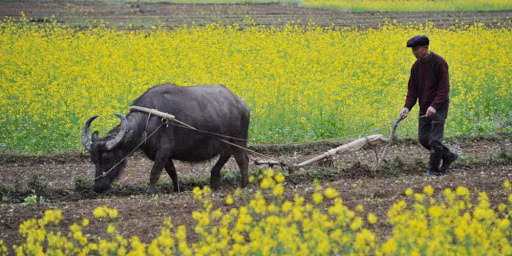 Tu vi ngay 26/5/2021 cho 12 con giap: Mui rung rinh, Tuat mat viec-Hinh-2