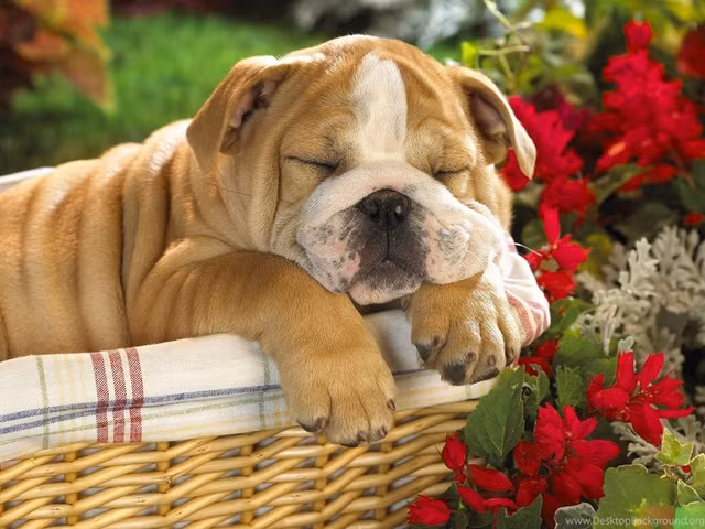 Tu vi ngay 26/5/2021 cho 12 con giap: Mui rung rinh, Tuat mat viec-Hinh-11