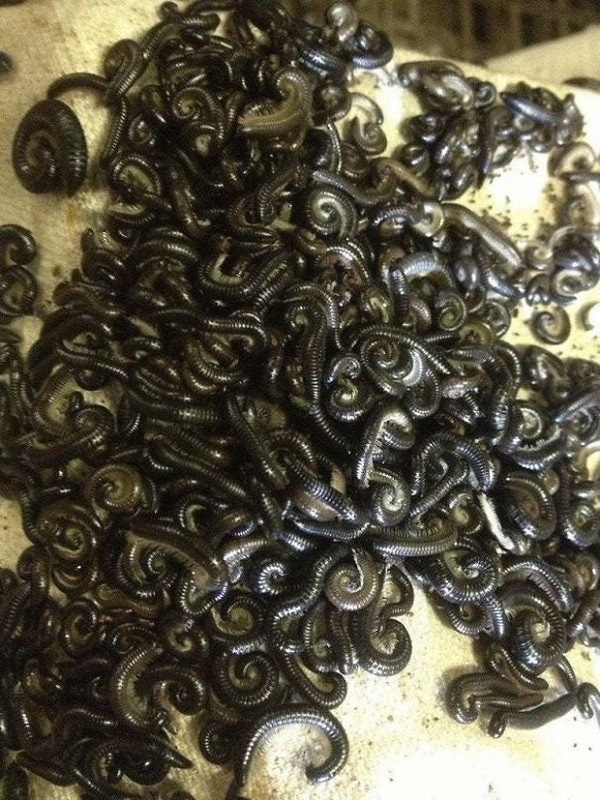 Khiếp sợ trước hình ảnh rùng rợn về thiên nhiên - Hình 6 Khiep so truoc hinh anh rung ron ve thien nhien-Hinh-6