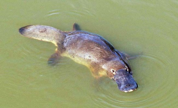 Khiếp sợ trước hình ảnh rùng rợn về thiên nhiên - Hình 12 Khiep so truoc hinh anh rung ron ve thien nhien-Hinh-12