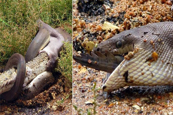 Khiếp sợ trước hình ảnh rùng rợn về thiên nhiên - Hình 2 Khiep so truoc hinh anh rung ron ve thien nhien-Hinh-2