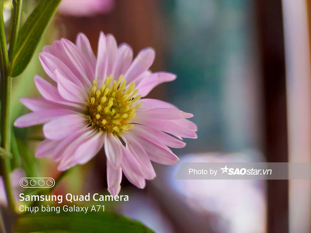 Mẹo chụp ảnh macro 'đúng chuẩn' đơn giản bằng smartphone - Hình 6 Meo chup anh macro 'dung chuan' don gian bang smartphone-Hinh-6