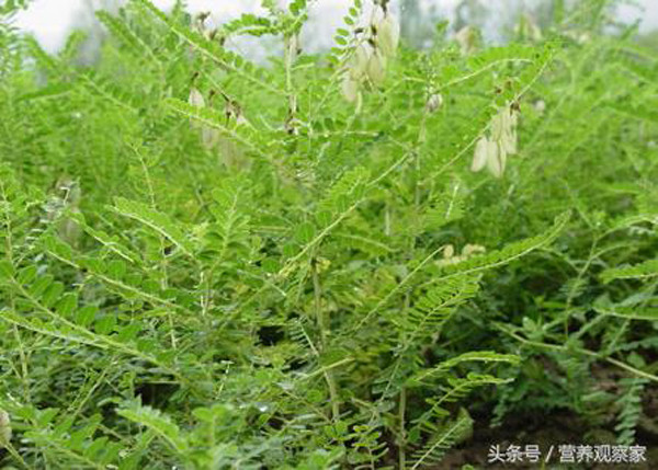 Làng không ung thư và tuổi thọ cao ở Trung Quốc nhờ loại cây này - Hình 2 Lang khong ung thu va tuoi tho cao o Trung Quoc nho loai cay nay-Hinh-2
