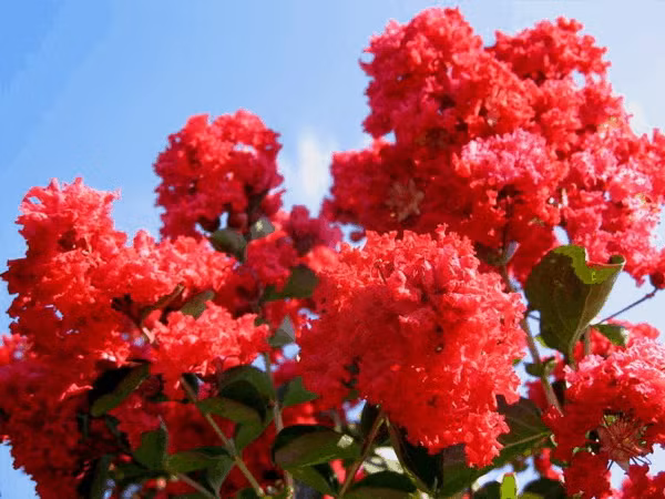 Can canh mua hoa tuong vi ruc ro khap Ha Noi-Hinh-12