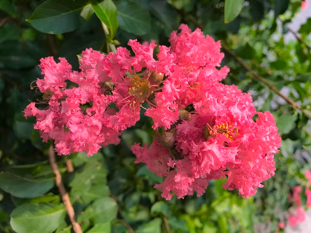 Can canh mua hoa tuong vi ruc ro khap Ha Noi-Hinh-10