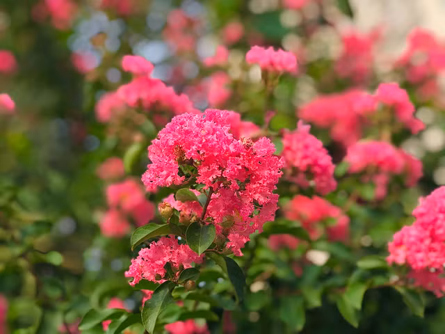 Can canh mua hoa tuong vi ruc ro khap Ha Noi-Hinh-11