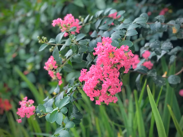 Can canh mua hoa tuong vi ruc ro khap Ha Noi-Hinh-9