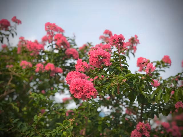 Can canh mua hoa tuong vi ruc ro khap Ha Noi-Hinh-5