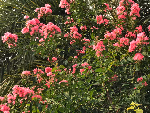 Can canh mua hoa tuong vi ruc ro khap Ha Noi-Hinh-6