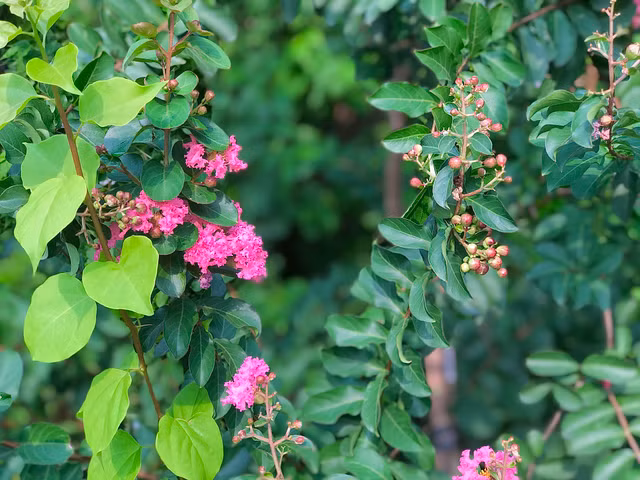 Can canh mua hoa tuong vi ruc ro khap Ha Noi-Hinh-7