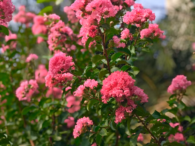 Can canh mua hoa tuong vi ruc ro khap Ha Noi-Hinh-8