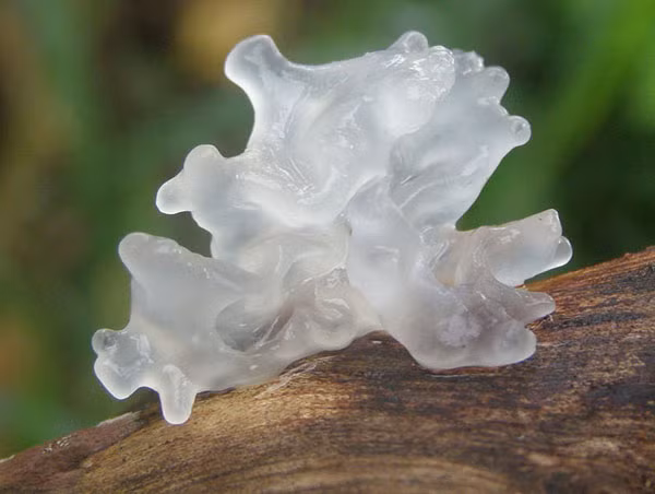 2 me con dau don vi u gan nang do nem thu nay vao chao-Hinh-7