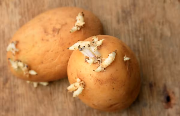 2 me con dau don vi u gan nang do nem thu nay vao chao-Hinh-9