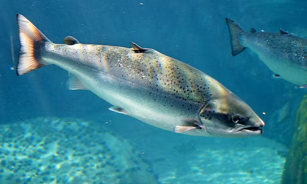 5 loai ca de khien ban u benh, khong nen an nhieu-Hinh-11