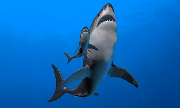 5 loai ca de khien ban u benh, khong nen an nhieu-Hinh-9