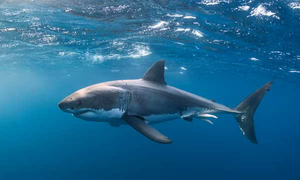 5 loai ca de khien ban u benh, khong nen an nhieu-Hinh-8