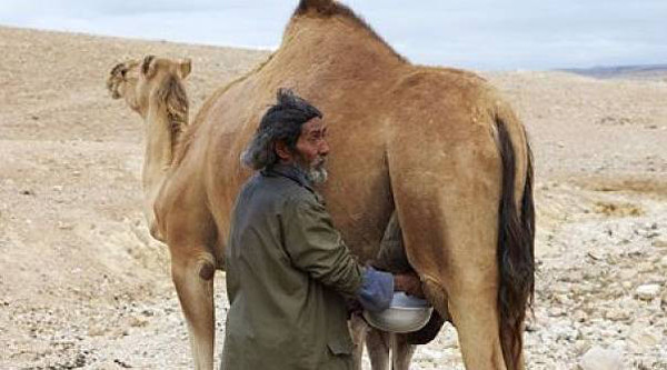 Sữa lạc đà có thực sự tốt như đồn thổi? - Hình 9 Sua lac da co thuc su tot nhu don thoi?-Hinh-9